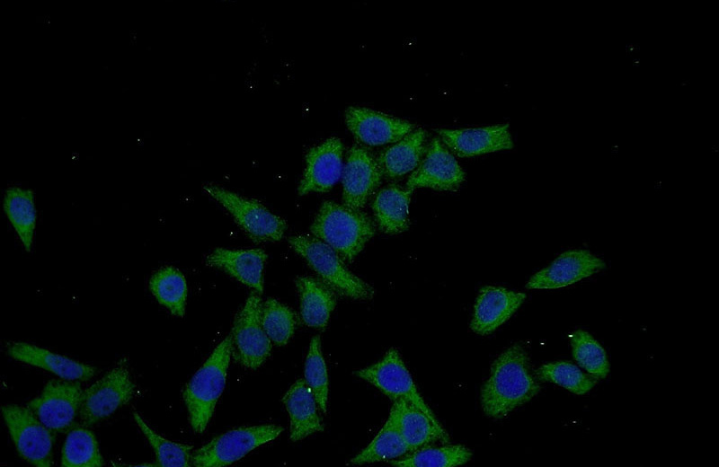 Immunofluorescent analysis of L02 cells using Catalog No:115855(TARSL2 Antibody) at dilution of 1:50 and Alexa Fluor 488-congugated AffiniPure Goat Anti-Rabbit IgG(H+L)