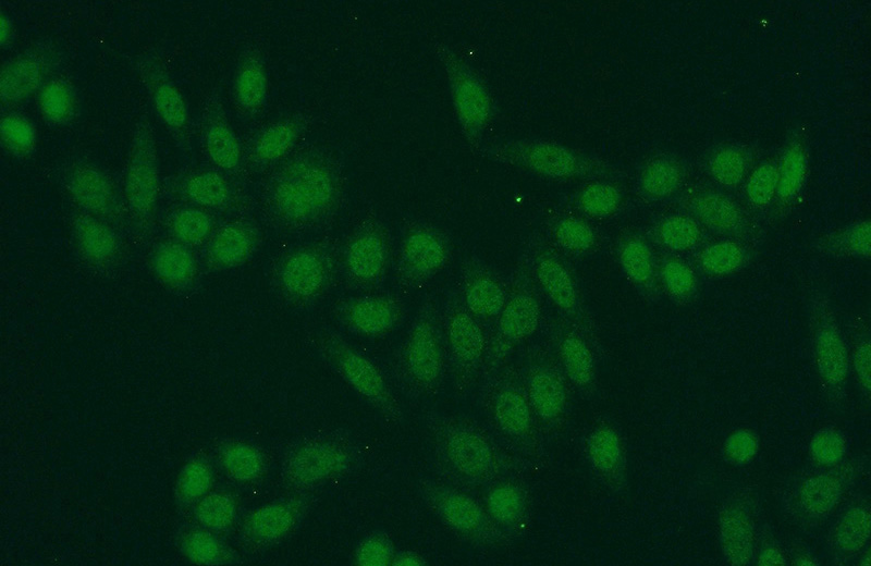 Immunofluorescent analysis of HeLa cells using Catalog No:111502(HNRNPA3 Antibody) at dilution of 1:50 and Alexa Fluor 488-congugated AffiniPure Goat Anti-Rabbit IgG(H+L)