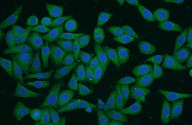 Immunofluorescent analysis of HepG2 cells using Catalog No:112823(MRPL33 Antibody) at dilution of 1:25 and Alexa Fluor 488-congugated AffiniPure Goat Anti-Rabbit IgG(H+L)