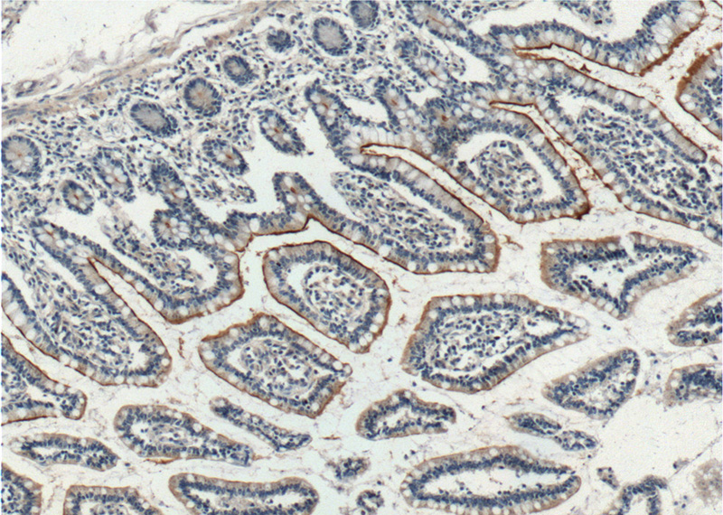 Immunohistochemistry of paraffin-embedded human small intestine tissue slide using Catalog No:111128(GPR39 Antibody) at dilution of 1:200 (under 10x lens).