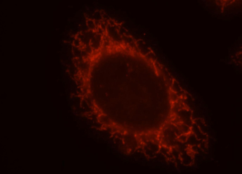 Immunofluorescent analysis of HepG2 cells, using MRPS27 antibody Catalog No:112854 at 1:25 dilution and Rhodamine-labeled goat anti-rabbit IgG (red).