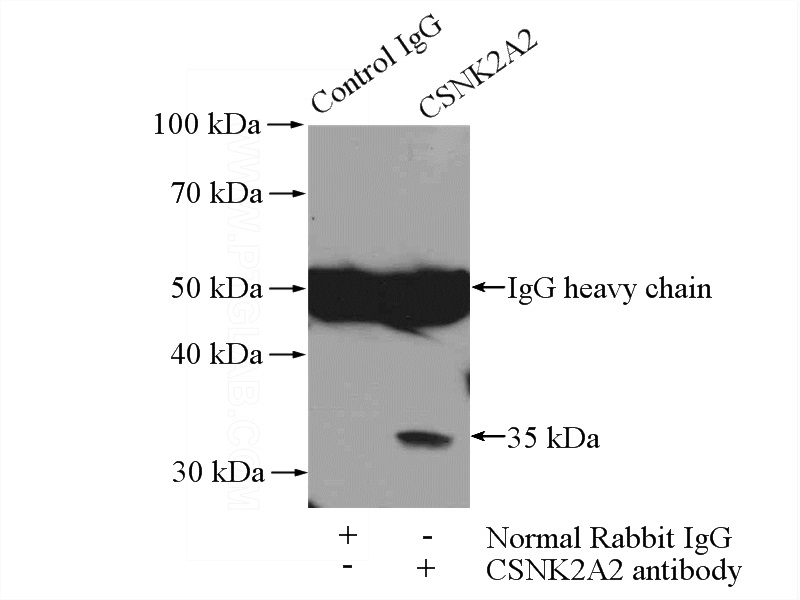 IP Result of anti-CSNK2A2 (IP:Catalog No:109604, 4ug; Detection:Catalog No:109604 1:600) with HEK-293 cells lysate 2800ug.