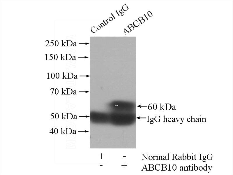 IP Result of anti-ABCB10 (IP:Catalog No:107683, 4ug; Detection:Catalog No:107683 1:300) with K-562 cells lysate 3200ug.
