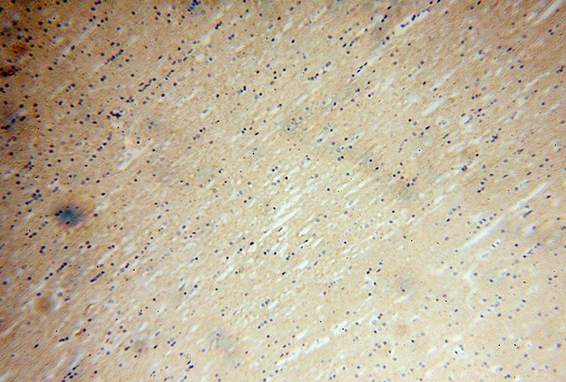 Immunohistochemical of paraffin-embedded human brain using Catalog No:113282(NRSN2 antibody) at dilution of 1:100 (under 10x lens)