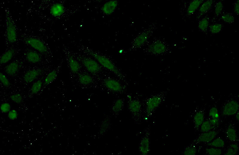 Immunofluorescent analysis of HepG2 cells using Catalog No:111854(INT11 Antibody) at dilution of 1:50 and Alexa Fluor 488-congugated AffiniPure Goat Anti-Rabbit IgG(H+L)