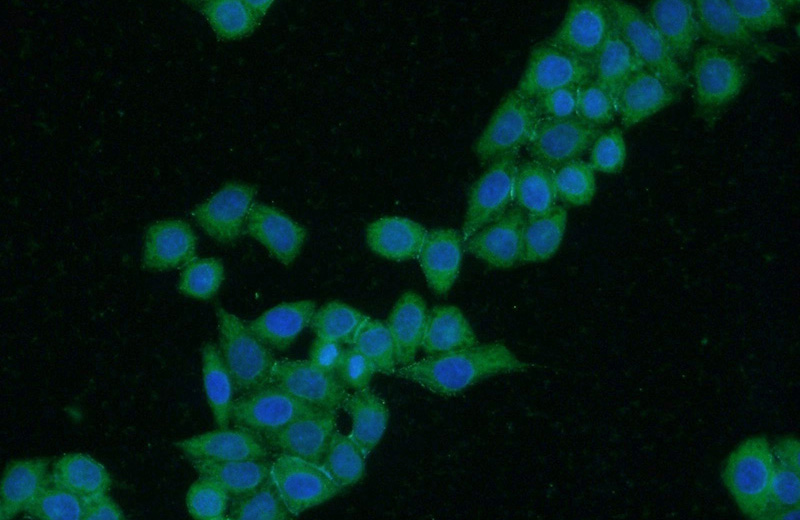 Immunofluorescent analysis of HeLa cells using Catalog No:111982(KIAA0494 Antibody) at dilution of 1:50 and Alexa Fluor 488-congugated AffiniPure Goat Anti-Rabbit IgG(H+L)