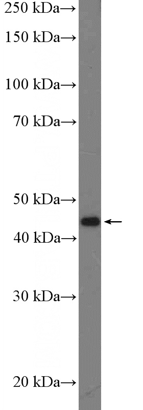 mouse pancreas tissue were subjected to SDS PAGE followed by western blot with Catalog No:116988(XK Antibody) at dilution of 1:600