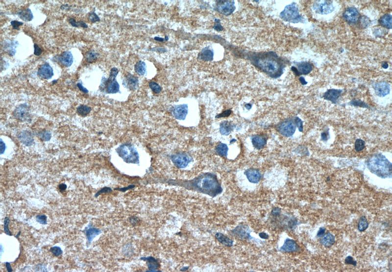Immunohistochemistry of paraffin-embedded human brain slide using Catalog No:107440(OXA1L Antibody) at dilution of 1:50