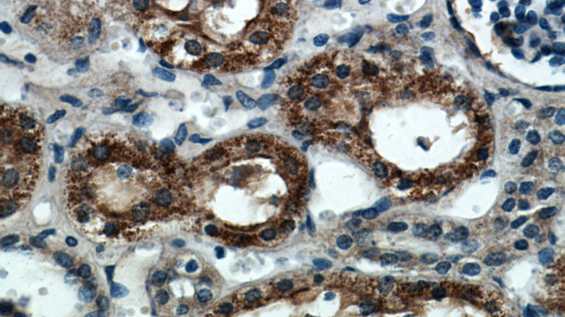 Immunohistochemical of paraffin-embedded human kidney using Catalog No:108787(C7orf10 antibody) at dilution of 1:50 (under 40x lens)