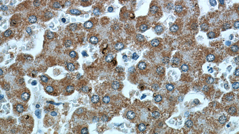 Immunohistochemical of paraffin-embedded human liver using Catalog No:107356(IVD antibody) at dilution of 1:50 (under 40x lens)