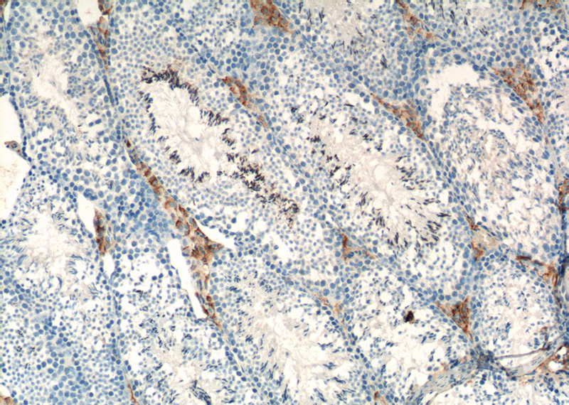 Immunohistochemistry of paraffin-embedded mouse testis tissue slide using Catalog No:115367(SLC35A1 Antibody) at dilution of 1:400 (under 10x lens). heat mediated antigen retrieved with Tris-EDTA buffer(pH9).