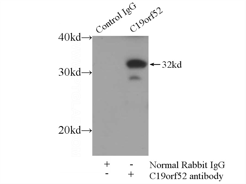 IP Result of anti-C19orf52 (IP:Catalog No:108624, 3ug; Detection:Catalog No:108624 1:700) with mouse skeletal muscle tissue lysate 4000ug.