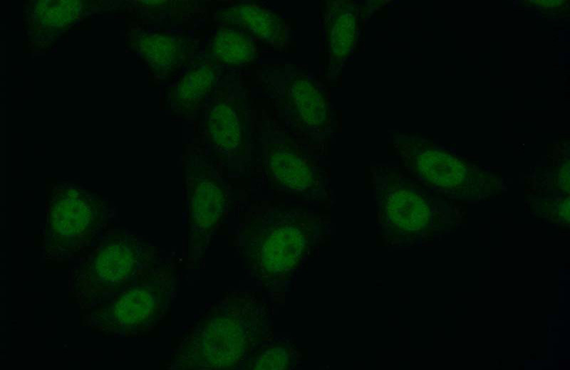 Immunofluorescent analysis of (10% Formaldehyde) fixed HepG2 cells using Catalog No:111511(HNRNPR Antibody) at dilution of 1:50 and Alexa Fluor 488-congugated AffiniPure Goat Anti-Rabbit IgG(H+L)
