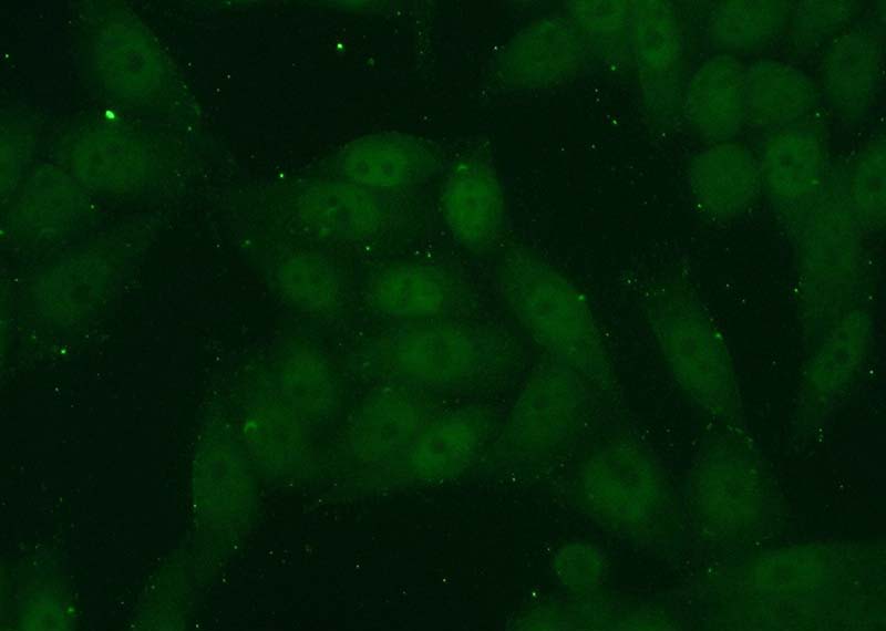 Immunofluorescent analysis of (10% Formaldehyde) fixed HeLa cells using Catalog No:112082(KLF5 Antibody) at dilution of 1:50 and Alexa Fluor 488-congugated AffiniPure Goat Anti-Rabbit IgG(H+L)