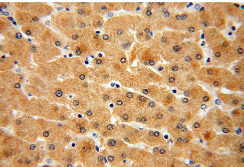 Immunohistochemical of paraffin-embedded human liver using Catalog No:111010(GNPNAT1 antibody) at dilution of 1:100 (under 40x lens)
