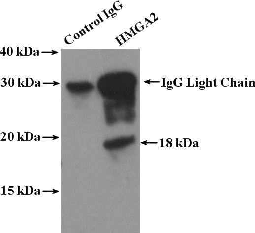 IP Result of anti-HMGA2 (IP:Catalog No:111477, 4ug; Detection:Catalog No:111477 1:1000) with NIH/3T3 cells lysate 3200ug.