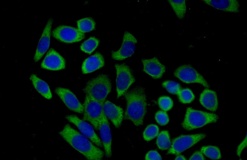 Immunofluorescent analysis of (-20oc Ethanol) fixed PC-3 cells using Catalog No:112883(MTUS1 Antibody) at dilution of 1:50 and Alexa Fluor 488-congugated AffiniPure Goat Anti-Rabbit IgG(H+L)