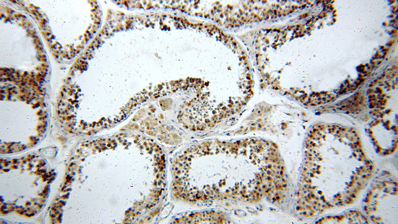 Immunohistochemical of paraffin-embedded human testis using Catalog No:116690(USP50 antibody) at dilution of 1:50 (under 10x lens)