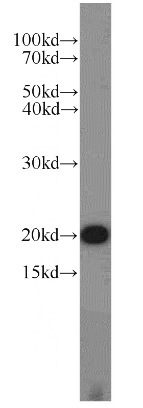 HepG2 cells were subjected to SDS PAGE followed by western blot with Catalog No:116126(TIMM22 antibody) at dilution of 1:1000