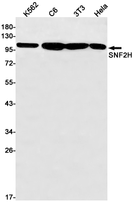 Western blot detection of SNF2H in K562,C6,3T3,Hela cell lysates using SNF2H Rabbit pAb(1:1000 diluted).Predicted band size:122kDa.Observed band size:122kDa.
