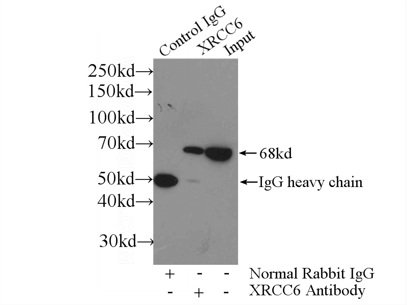 IP Result of anti-KU70,XRCC6 (IP:Catalog No:112254, 3ug; Detection:Catalog No:112254 1:1000) with HeLa cells lysate 1600ug.