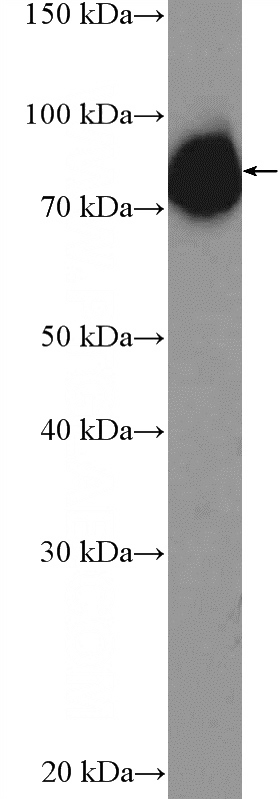 MCF-7 cells were subjected to SDS PAGE followed by western blot with Catalog No:108619(C19orf21 Antibody) at dilution of 1:2000