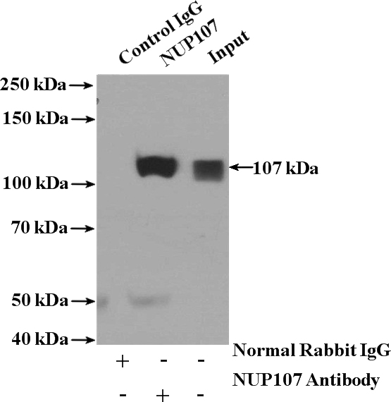 IP Result of anti-NUP107 (IP:Catalog No:113373, 4ug; Detection:Catalog No:113373 1:1000) with HeLa cells lysate 4000ug.