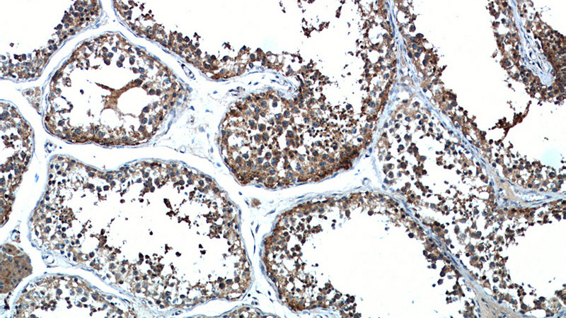 Immunohistochemical of paraffin-embedded human testis using Catalog No:115029(SDF2L1 antibody) at dilution of 1:50 (under 10x lens)