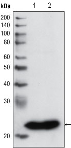 Western blot analysis using GSTP1 mouse mAb against PC3 cell lysate (1) and human cerebellum tissue lysate (2).