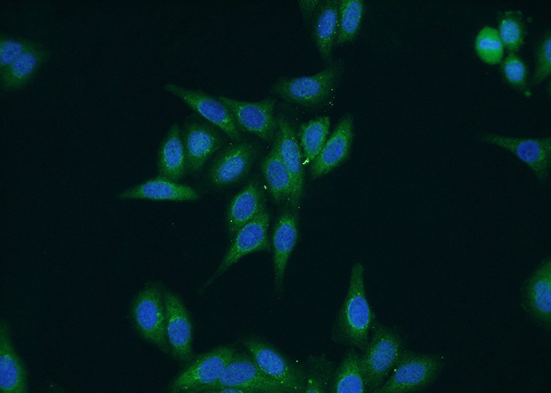 Immunofluorescent analysis of HepG2 cells using Catalog No:115040(SAAL1 Antibody) at dilution of 1:50 and Alexa Fluor 488-congugated AffiniPure Goat Anti-Rabbit IgG(H+L)