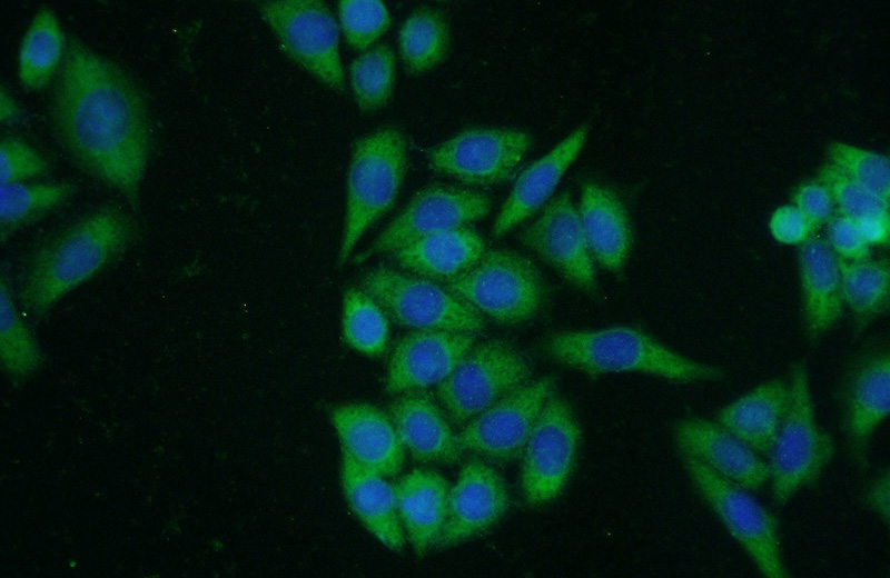 Immunofluorescent analysis of HeLa cells using Catalog No:114954(S100A10 Antibody) at dilution of 1:50 and Alexa Fluor 488-congugated AffiniPure Goat Anti-Rabbit IgG(H+L)