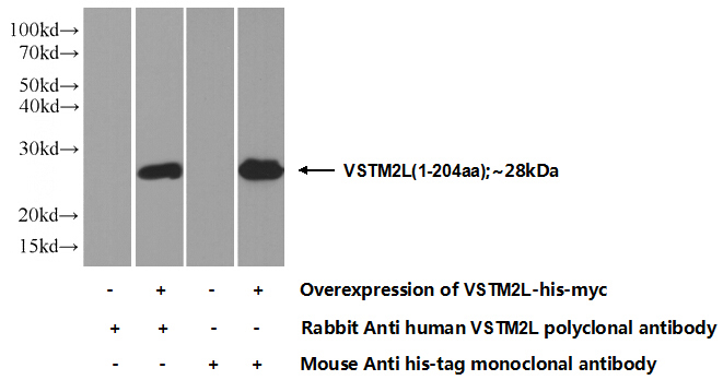 Transfected HEK-293 cells were subjected to SDS PAGE followed by western blot with Catalog No:116802(VSTM2L Antibody) at dilution of 1:1000