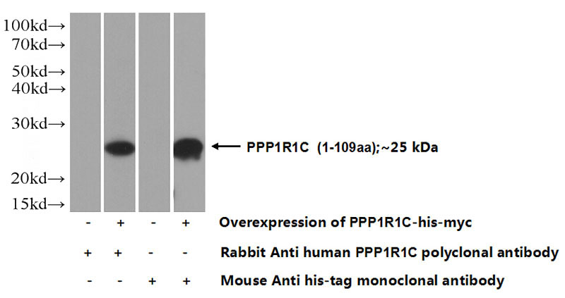 Transfected HEK-293 cells were subjected to SDS PAGE followed by western blot with Catalog No:114088(PPP1R1C Antibody) at dilution of 1:500