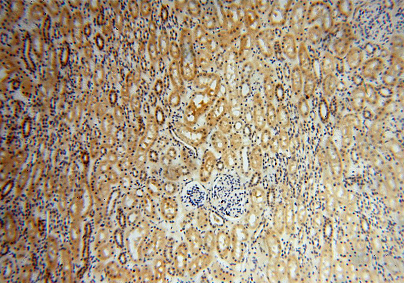 Immunohistochemical of paraffin-embedded human kidney using Catalog No:115356(SLFNL1 antibody) at dilution of 1:100 (under 10x lens)