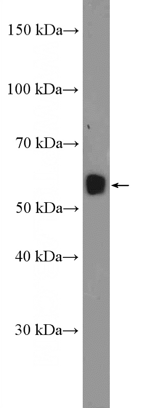 mouse liver tissue were subjected to SDS PAGE followed by western blot with Catalog No:108667(C15orf27 Antibody) at dilution of 1:600