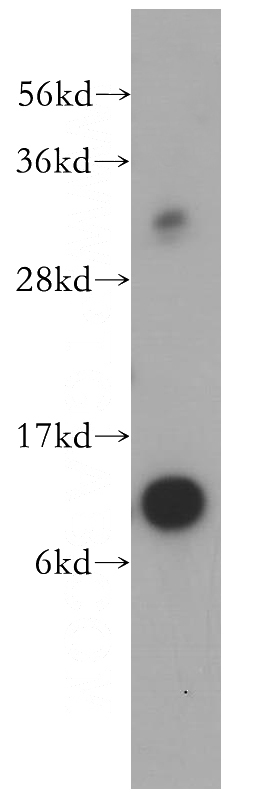 human heart tissue were subjected to SDS PAGE followed by western blot with Catalog No:115464(SNRPF antibody) at dilution of 1:500