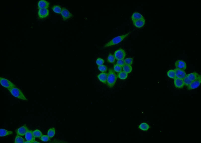 Immunofluorescent analysis of BxPC-3 cells using Catalog No:112652(MEMO1 Antibody) at dilution of 1:25 and Alexa Fluor 488-congugated AffiniPure Goat Anti-Rabbit IgG(H+L)