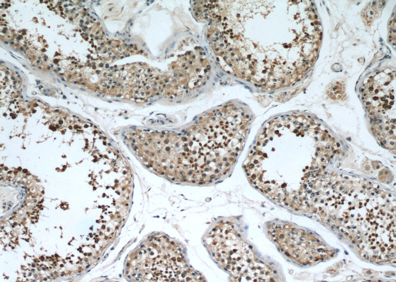 Immunohistochemical of paraffin-embedded human testis using Catalog No:110307(C10orf137 antibody) at dilution of 1:50 (under 10x lens)