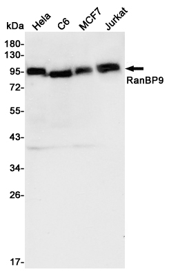 Western blot detection of RanBP9 in Hela,C6,MCF7 and Jurkat cell lysates and using RanBP9 mouse mAb (1:2000 diluted).Predicted band size: 78KDa.Observed band size: 95KDa.