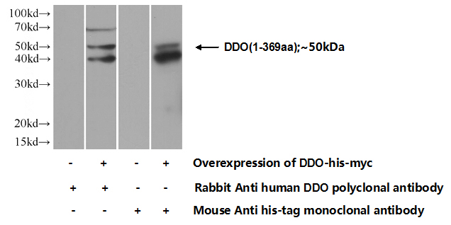 Transfected HEK-293 cells were subjected to SDS PAGE followed by western blot with Catalog No:109774(DDO Antibody) at dilution of 1:700