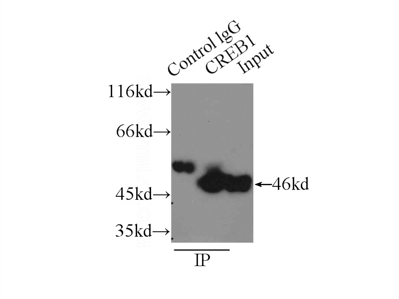 IP Result of anti-CREB1 (IP:Catalog No:109545, 3ug; Detection:Catalog No:109545 1:600) with HEK-293 cells lysate 2000ug.