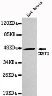 Western blot detection of CKMT2 in Rat Brain lysates using CKMT2 mouse mAb (1:1000 diluted).Predicted band size:47KDa.Observed band size:47KDa.