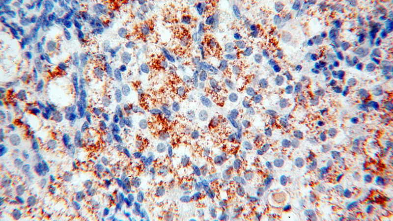 Immunohistochemical of paraffin-embedded human ovary using Catalog No:116994(XPO6 antibody) at dilution of 1:25 (under 40x lens)
