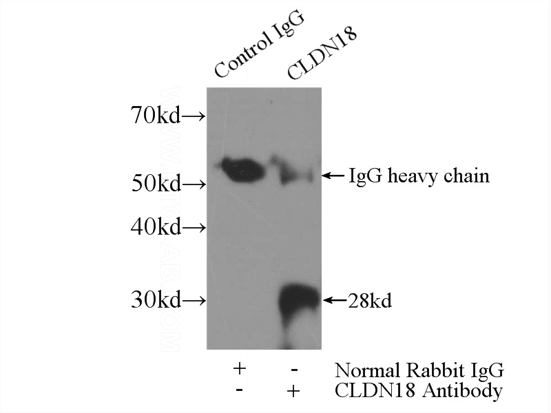 IP Result of anti-CLDN18 (IP:Catalog No:109338, 3ug; Detection:Catalog No:109338 1:500) with mouse stomach tissue lysate 4000ug.