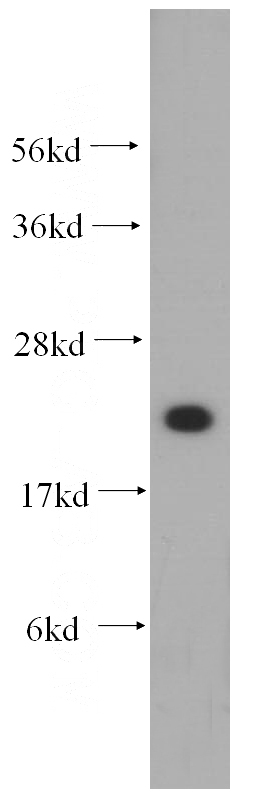 HeLa cells were subjected to SDS PAGE followed by western blot with Catalog No:112811(MRPL12 antibody) at dilution of 1:500