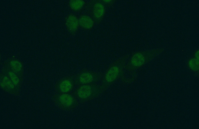 Immunofluorescent analysis of (10% Formaldehyde) fixed HeLa cells using Catalog No:115256(POLDIP3 Antibody) at dilution of 1:50 and Alexa Fluor 488-congugated AffiniPure Goat Anti-Rabbit IgG(H+L)