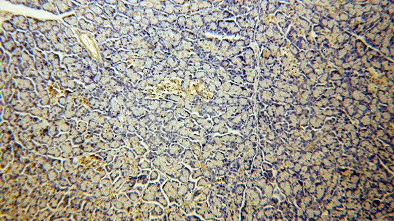 Immunohistochemical of paraffin-embedded human pancreas using Catalog No:113583(PARD6B antibody) at dilution of 1:100 (under 10x lens)