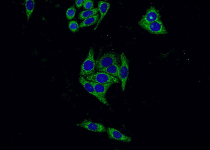 Immunofluorescent analysis of HepG2 cells using Catalog No:107526(SERPINA10 Antibody) at dilution of 1:50 and Alexa Fluor 488-congugated AffiniPure Goat Anti-Mouse IgG(H+L)