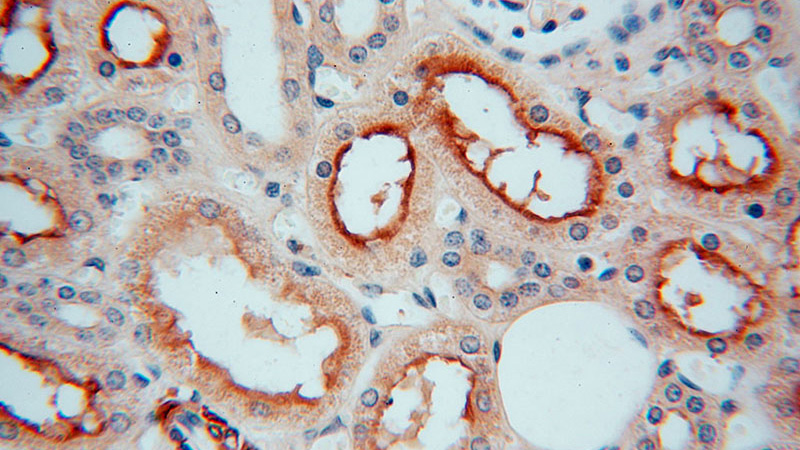 Immunohistochemical of paraffin-embedded human kidney using Catalog No:112117(KPTN antibody) at dilution of 1:100 (under 40x lens)