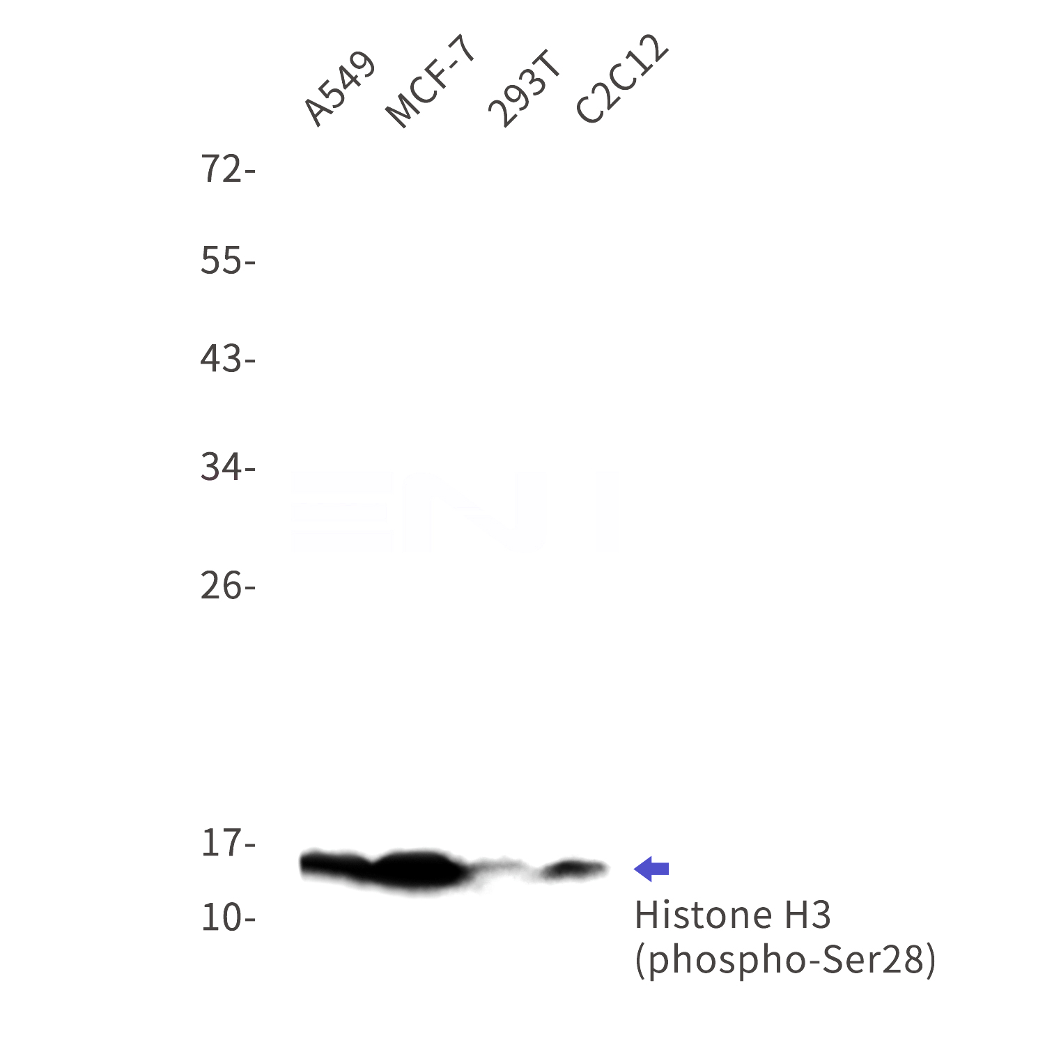 Western blot detection of phospho-Histone H3(Ser28) in A549,MCF-7,293T,C2C12 cell lysates using phospho-Histone H3(Ser28) Rabbit mAb(1:1000 diluted).Predicted band size:15kDa.Observed band size:15kDa.